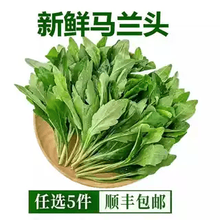 新鲜马兰头上海蔬菜山坡野菜鸡儿肠当季新鲜时令采摘食用商用食材,水产肉类/新鲜蔬果/熟食,叶菜类,淘宝优惠券,粉丝福利购,淘宝优惠卷