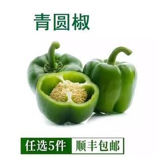 新鲜青圆椒灯笼椒500g 绿色圆椒新鲜蔬菜灯笼椒青圆椒甜椒大青椒