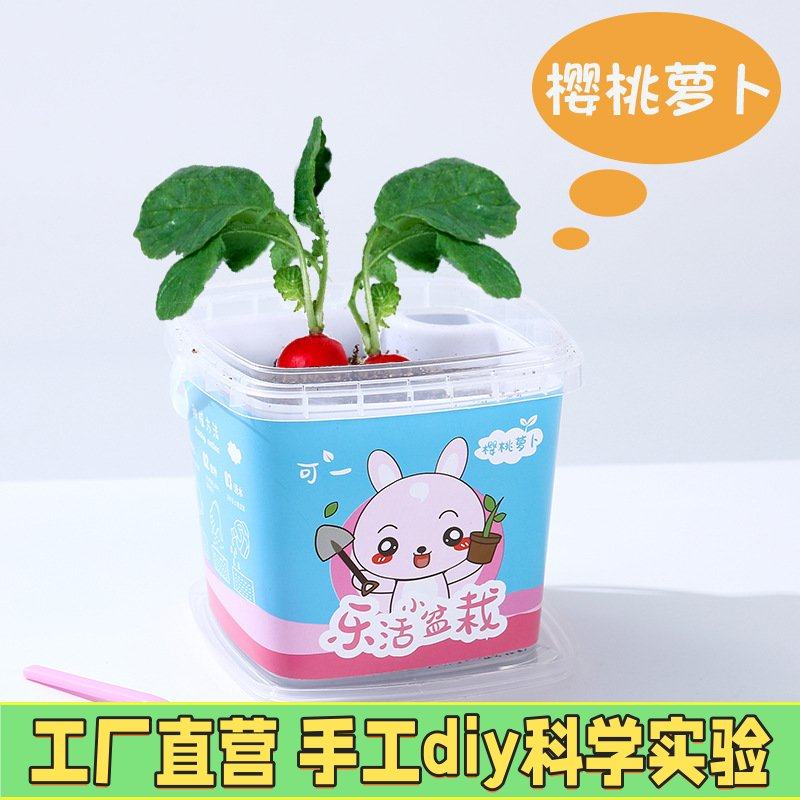 儿童果蔬小盆栽创意迷你植物种植科学实验办公室桌面绿植幼儿EC23