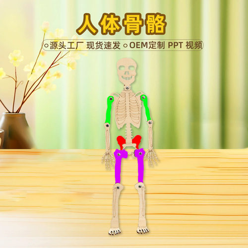 科技小制作人体骨骼模型diy骨架拼装教具儿童益智手工制作材料包