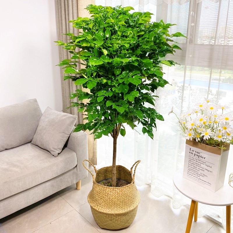 多年生大叶幸福树盆栽植物绿宝树大型室内花客厅好养四季常青绿植