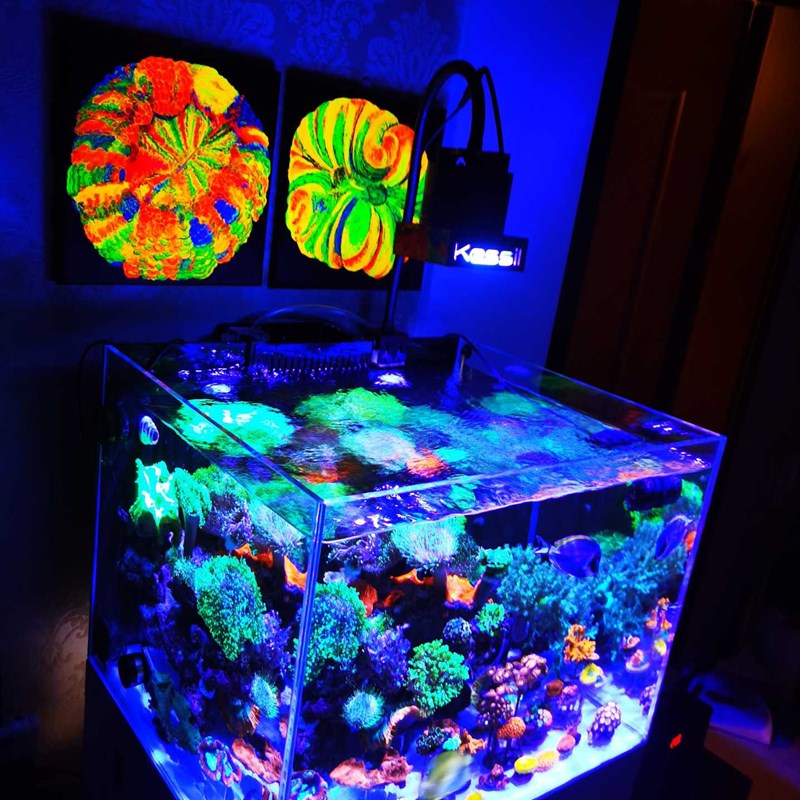 纯手绘丙烯海缸装饰海水鱼珊瑚荧光画可定制多种尺寸多款可选图片