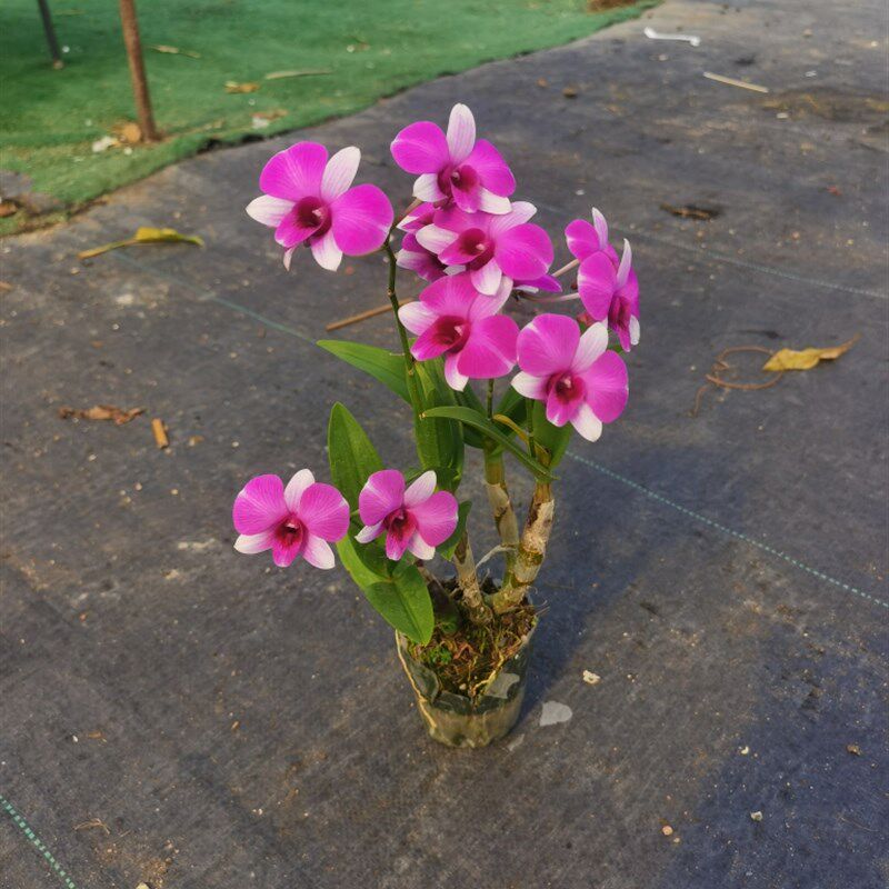 石斛兰室内阳台盆栽兰自然花期长粗生好养观赏价值高超划算