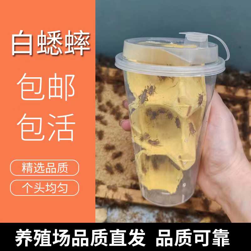蜥蜴鬃狮蛐蛐睫角鸟龙鱼活体虫