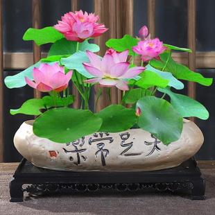 铜钱草花盆粗陶植物花器碗莲睡莲金钱草无孔水培花盆水养专用花缸