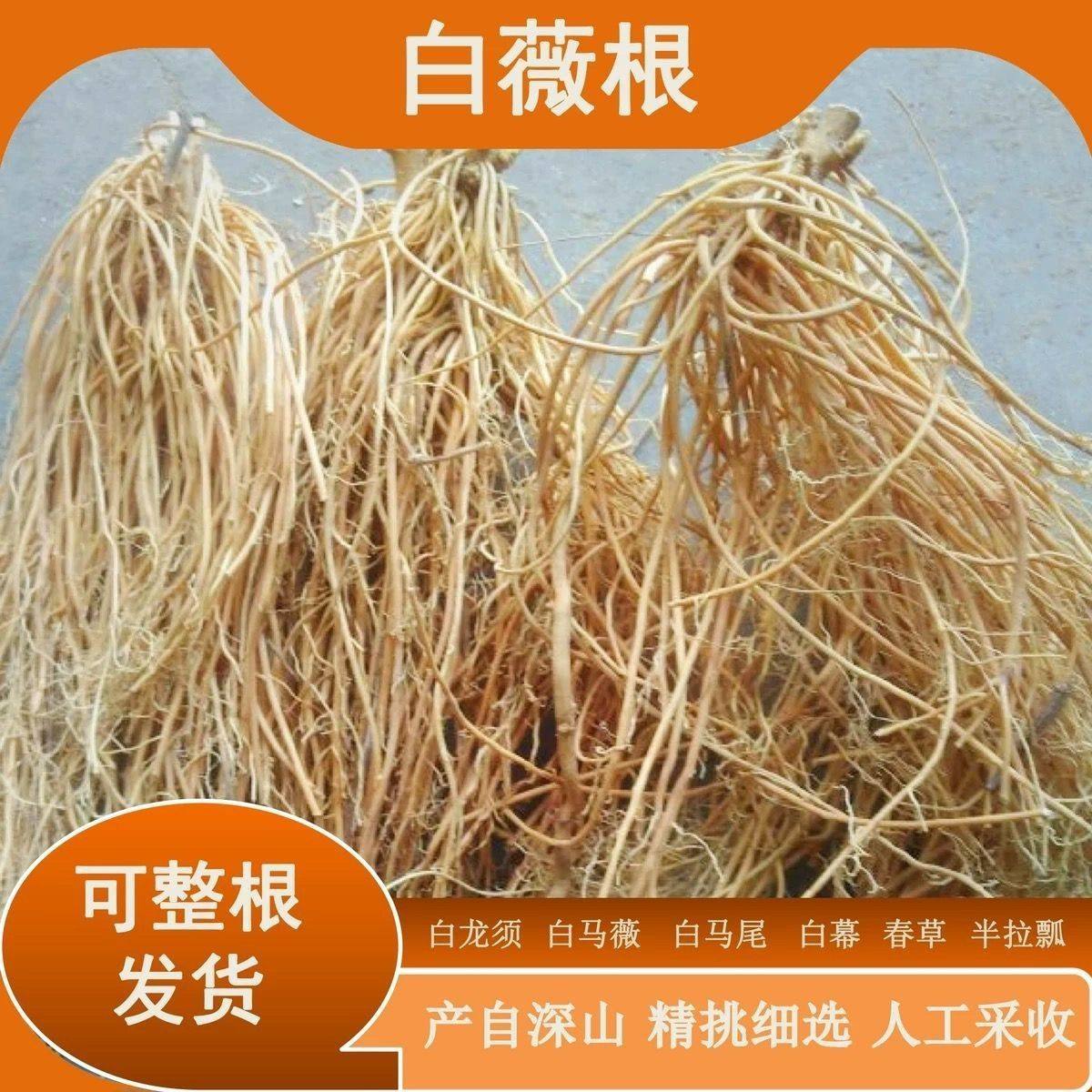 秦岭深山野生白龙须八角枫根须状根八角梧桐根白薇