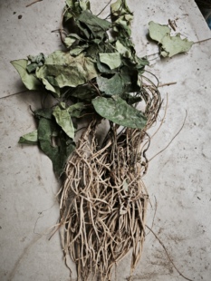 金耳环中草药野生金耳环贵州四川马蹄细辛一块瓦小犁头苕叶细辛