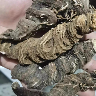 秦岭深山华重楼野外生长七叶一枝花自然晒干货正品蚤休草非中药材