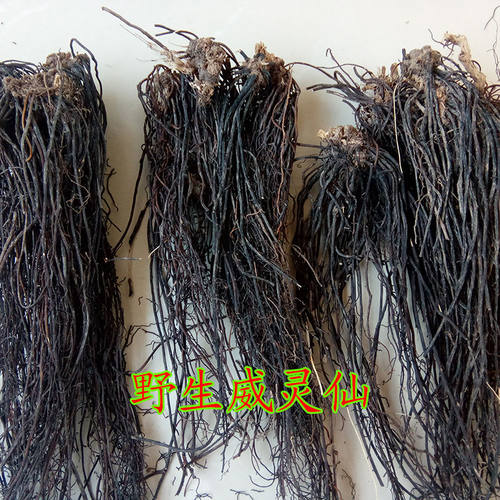 野生威灵仙正品铁脚威灵仙新鲜晒干野生威灵仙全草山辣椒秧整根