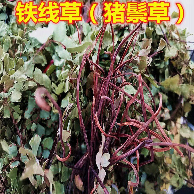 野生猪鬃草黑脚蕨铁线蕨水猪毛猪毛七猪毛草铁线草带根全草晒干货