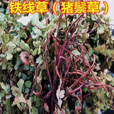 野生猪鬃草黑脚蕨铁线蕨水猪毛猪毛七猪毛草铁线草带根全草晒干货