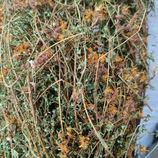 秦岭野生贯叶连翘花期采摘过路黄中药材千层楼小对月草整根新货