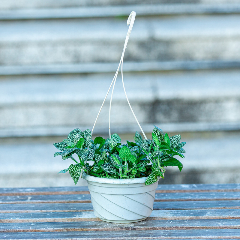 网纹草盆栽室内阳台室外庭院好养易活植物吊兰垂吊型观叶花卉绿植