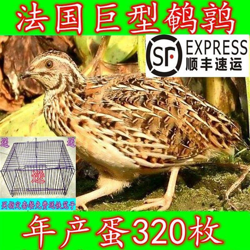 包邮法国巨型活苗下蛋鸟青年鹌鹑鸟种鸡繁殖宠物鸟活鸟阳台养殖鸡,宠物/宠物食品及用品,鸟,淘宝优惠券,粉丝福利购,淘宝优惠卷