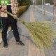 大竹扫把大号老式 马路清洁扫帚庭院户外工厂车间专用土笤帚小扫把
