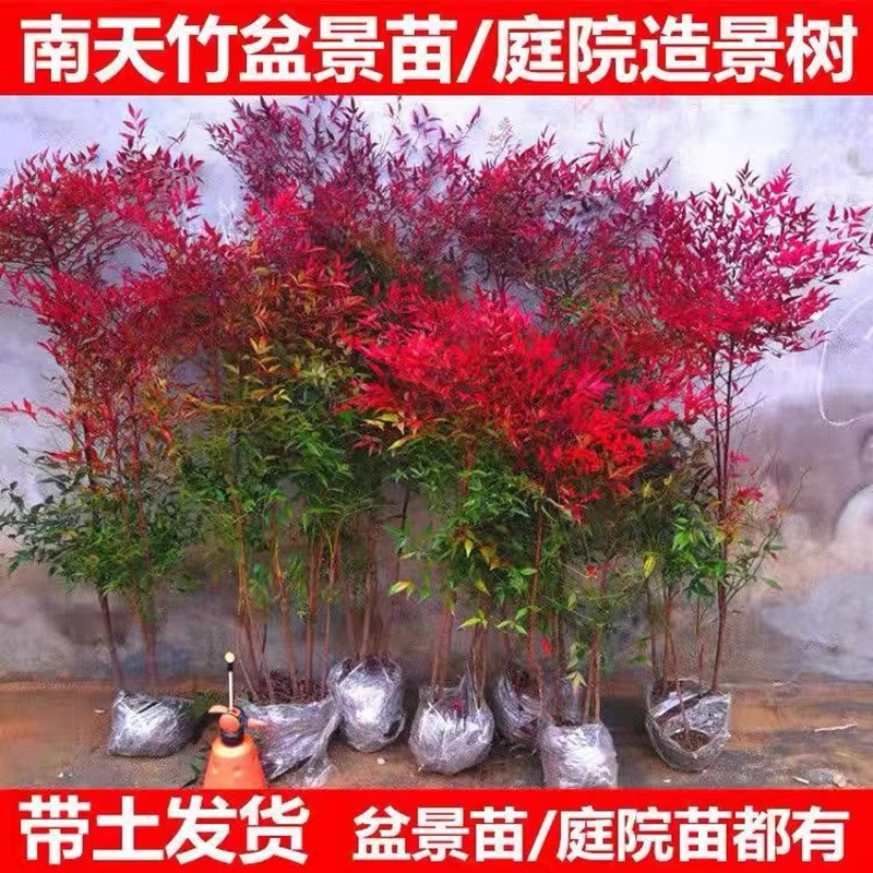 南天竹盆栽树苗火焰南天竹室内老桩盆景室外庭院耐寒竹子花卉绿植