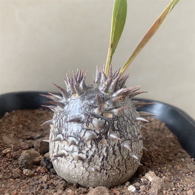 惠比须笑大黑 夹竹桃科棒槌树属 球状块根 多肉植物 盆景花卉包邮