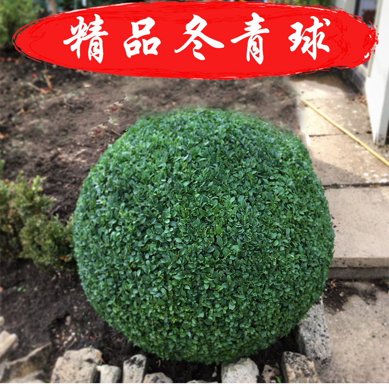 黄杨树苗小叶黄杨球形树苗别墅庭院绿化植物瓜子黄杨小苗四季常绿