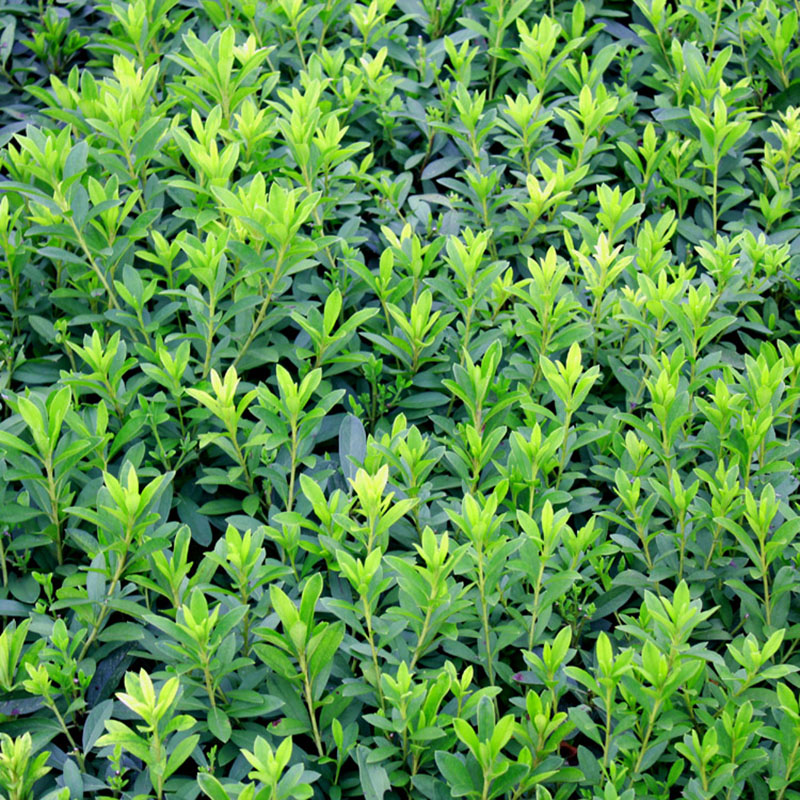 春鹃花苗毛杜鹃花苗盆栽杜娟树苗毛娟小苗别墅园林绿化树四季常青