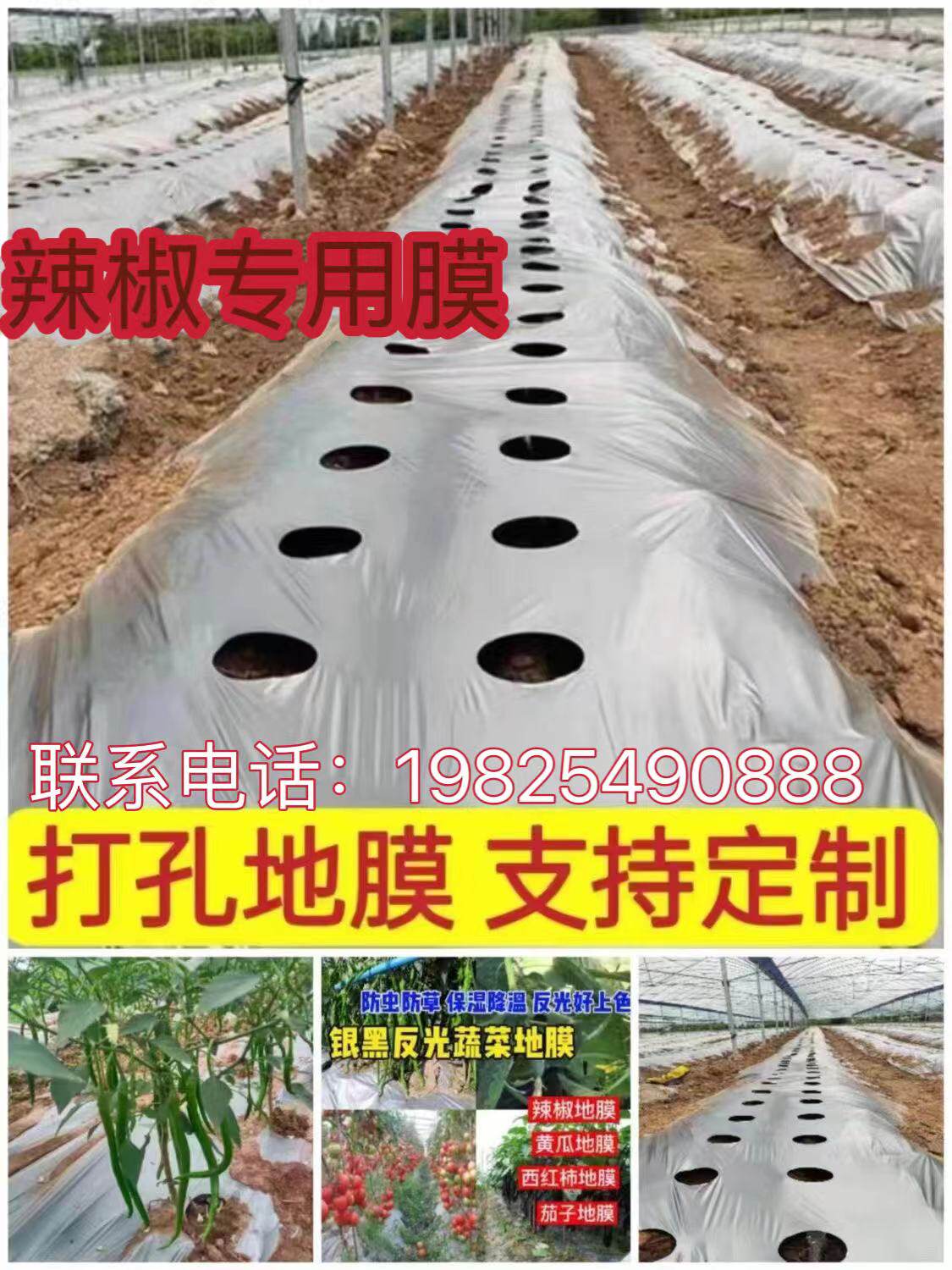 银黑双色打孔膜辣椒专用膜番茄蔬菜大棚除草保湿恒温专用打孔地膜