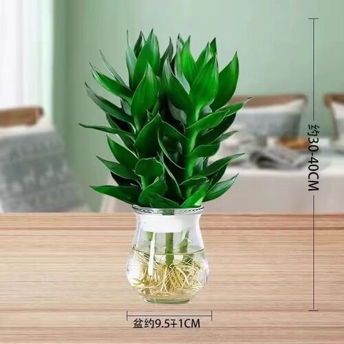 富贵竹观音竹水培植物花盆室内客厅绿植盆栽招财办公室水养带根