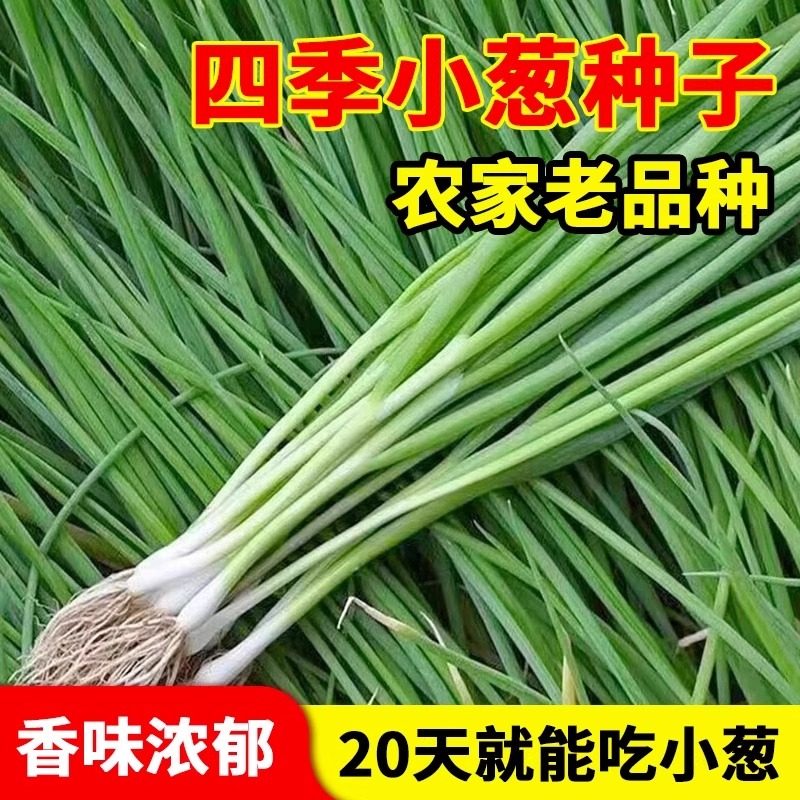 四季小香葱种子老品种葱种籽多分葱大葱耐热耐寒阳台盆栽蔬菜种孑