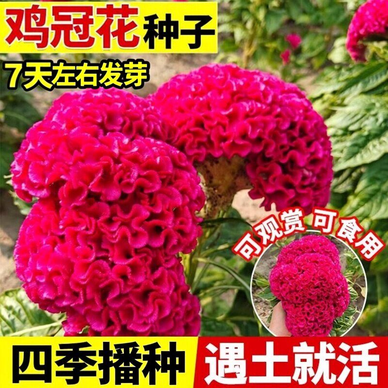 鸡冠花种子室内外凤尾羽状易种盆栽植物播种开花阳台庭院花籽花海
