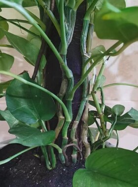 大小叶绿萝柱绿萝树室内z植物办公室客厅绿植大叶绿萝