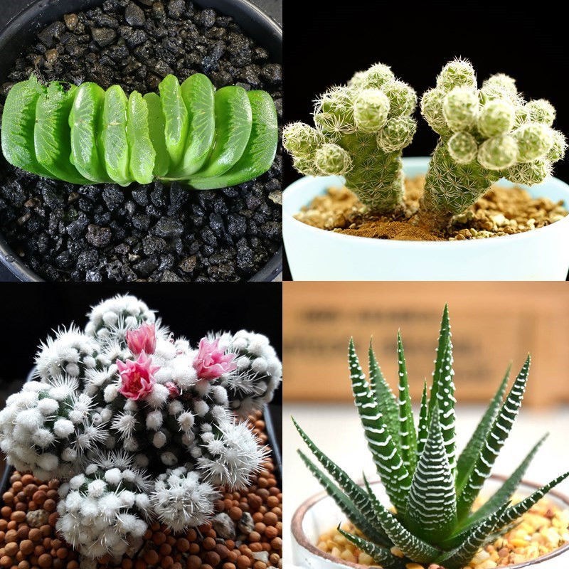 九尾狐 猴尾柱 多n肉植物 室内盆栽花 阳台卉花绿植 植物老桩
