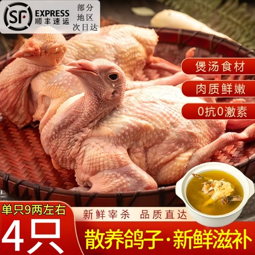 4只老鸽子新鲜现杀农家散养
