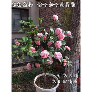 宫粉茶花 广东粉 粉十全十美 小桃红茶花 经典粉色