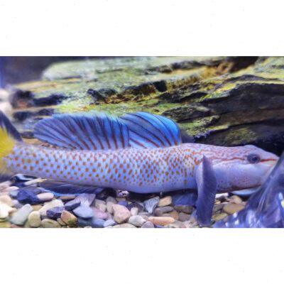 蝶蓝神农吻虾虎蓝色原生观赏鱼蓝帆红神农蓝鳍活体冷水溪流鰕虎鱼