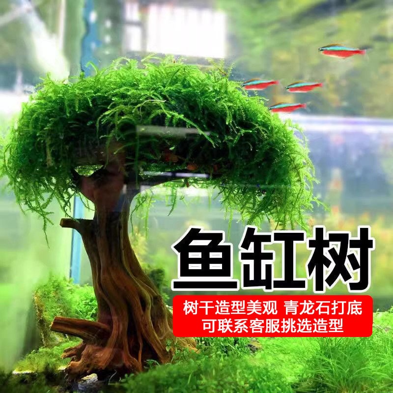 鱼缸树莫斯树水草缸鱼缸造景大三角垂泪莫斯懒人新手水草增氧活体