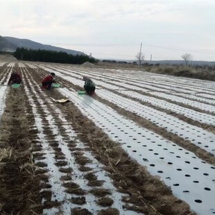 全新银黑农用地膜双色果园反光膜黑地膜白地S膜除草膜保湿地膜
