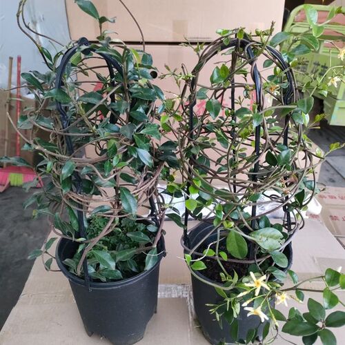 粉色风车茉莉黄色风车茉莉成品大C苗庭院阳台爬藤花卉芳香耐热耐
