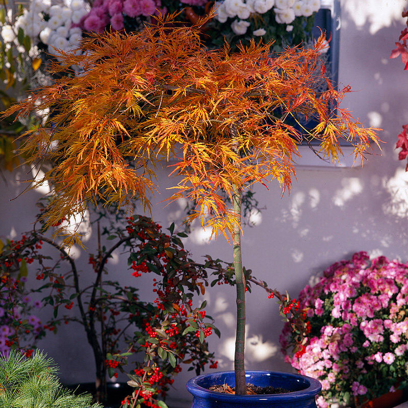 有寻植物 枫树红枫庭院地v栽多年生木本四季观叶植物易养好活盆栽,鲜花速递/花卉仿真/绿植园艺,绣球/木绣球/木本植物,淘宝优惠券,粉丝福利购,淘宝优惠卷