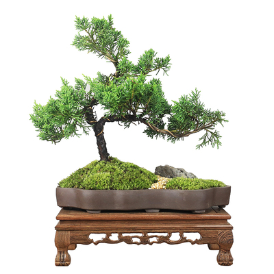 纪州真柏造型盆景植o物室内盆栽四季常青树桩苗柏树崖柏绿植盆景