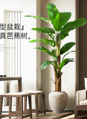 仿真绿植芭蕉树室内客厅装饰摆件大型落地L盆栽高级仿生植物假花