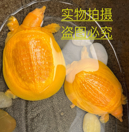 冷水养殖观赏甲鱼宠物鱼鳖混养黄金甲鱼黄金鳖金黄色甲鱼冷水龟宠