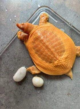 黄金甲鱼白化鳖黄化鳖黄金鳖宠物甲鱼龟宠红眼观赏甲鱼金色甲鱼苗