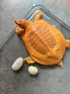 黄金甲鱼白化鳖黄化鳖黄金鳖宠物甲鱼龟宠红眼观赏甲鱼金色甲鱼苗