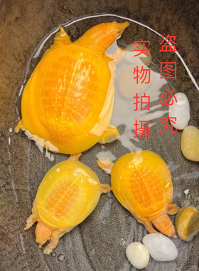 黄金鳖黄金甲鱼黄化甲鱼白化变异甲鱼龟宠物观赏鱼鱼缸粉雪甲鱼活