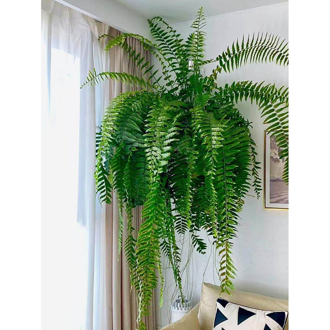 霸王蕨长叶肾蕨大型网红蕨类室内垂吊植物北欧风客厅观叶绿植盆栽
