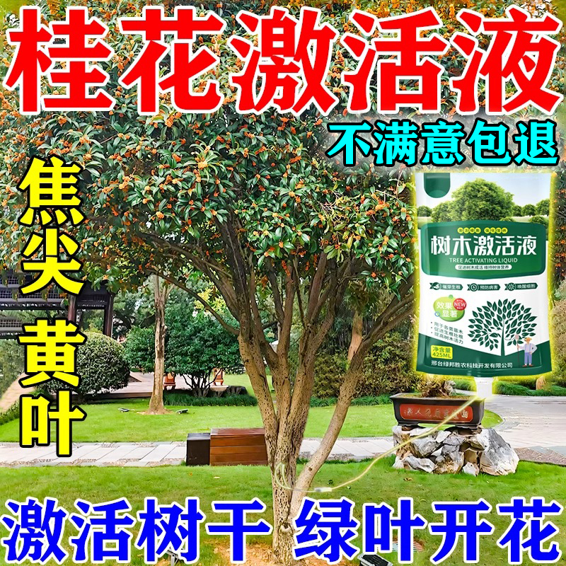 桂花枯叶病黄叶焦叶干尖桂花树专用肥料营养液吊针营养液植物通用