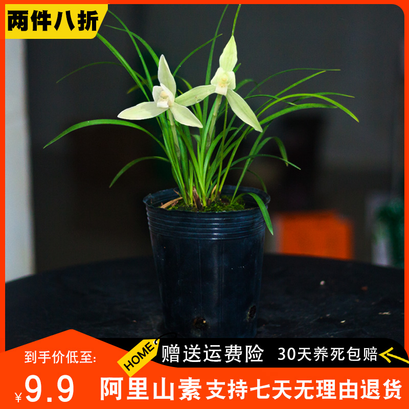 【阿里山素】兰花苗兰草兰花盆栽植物名贵带花苞浓香春兰国兰室内