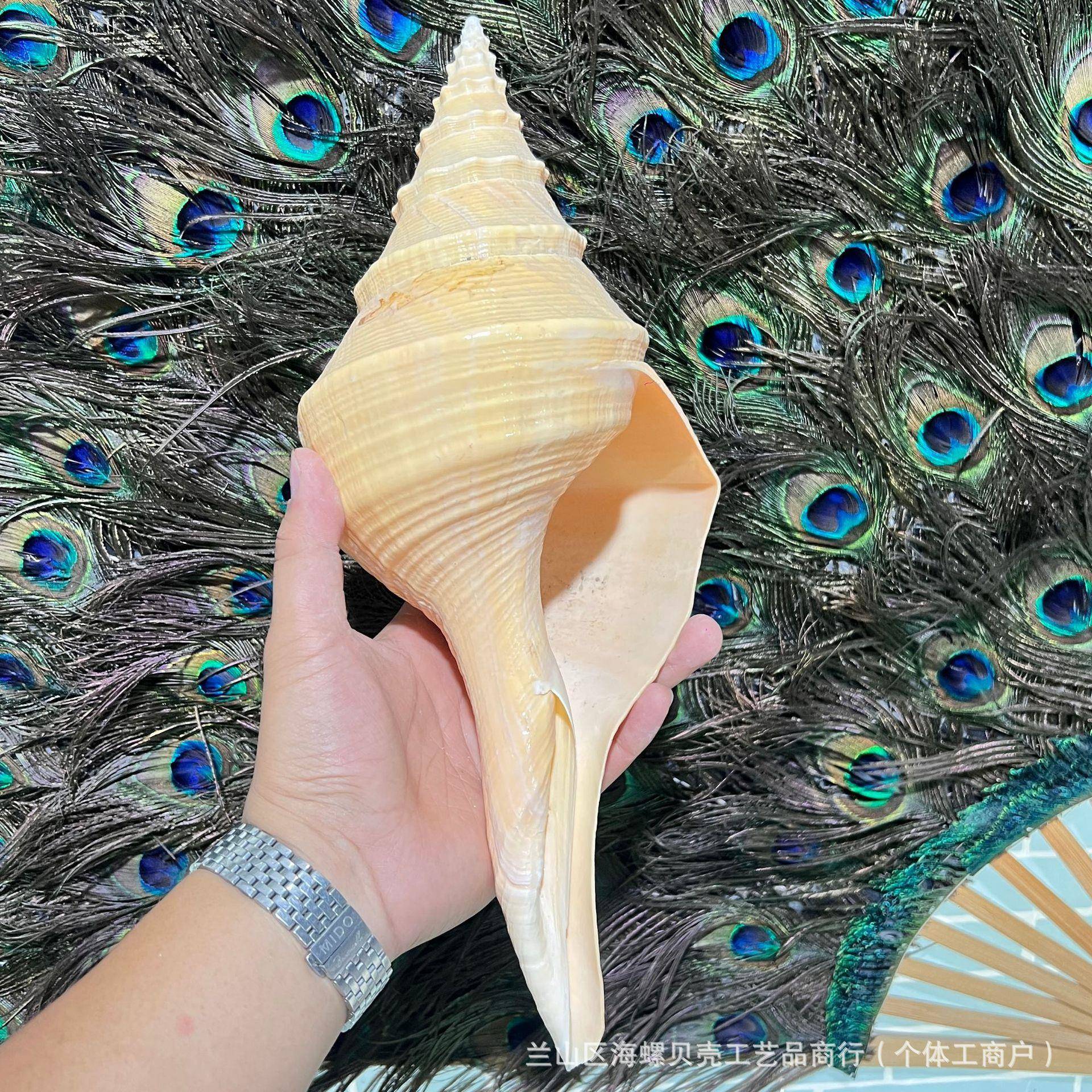 澳洲长香螺天然壳海螺听海贝风声音家居TDK摆件收藏然海天螺