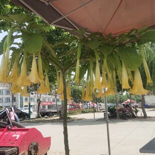 木本曼陀罗,黄白粉三色,群花  生长快,好成Z活50厘米