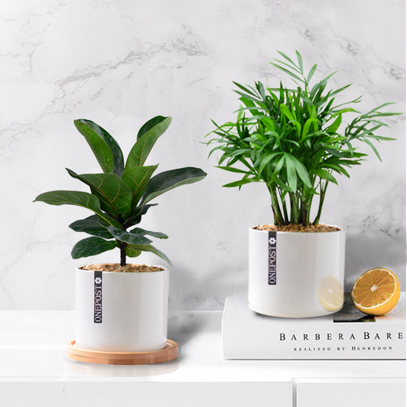 创意植物办公室内盆栽花卉琴叶榕好养小绿M植四季桌面护眼教师节