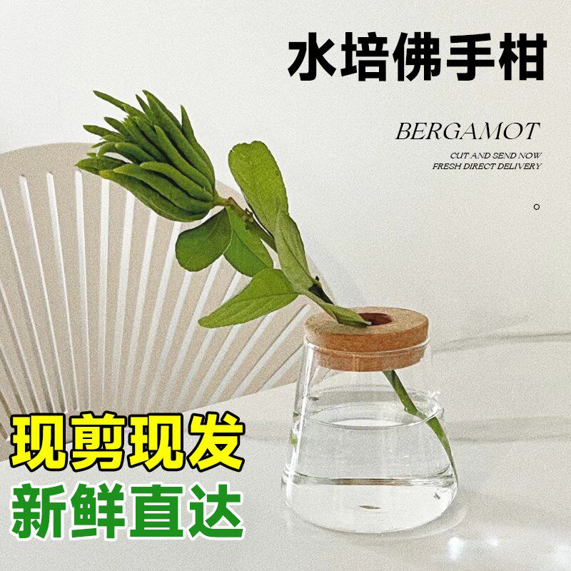 水养带枝带果佛手柑室内水培x植物新鲜佛手瓜绿植盆栽插花观赏闻