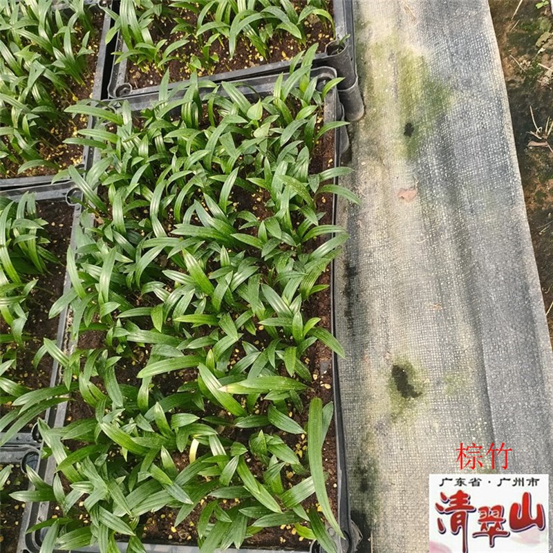 棕竹苗棕榈科室内客厅书房观叶盆B栽植物庭院四季常青净化空气水